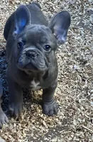 French Girl #3, a female French Bulldog for sale in Whitwell, TN – 2 of 3