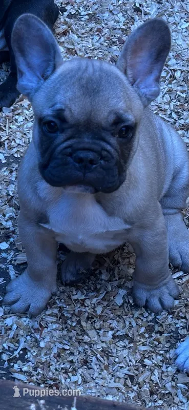 French Boy#1 – French Bulldog puppy for sale in Whitwell, TN