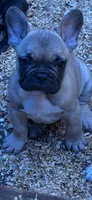 French Boy#1, a male French Bulldog for sale in Whitwell, TN – 1 of 3
