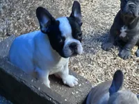 French Girl#2, a female French Bulldog for sale in Whitwell, TN – 3 of 3