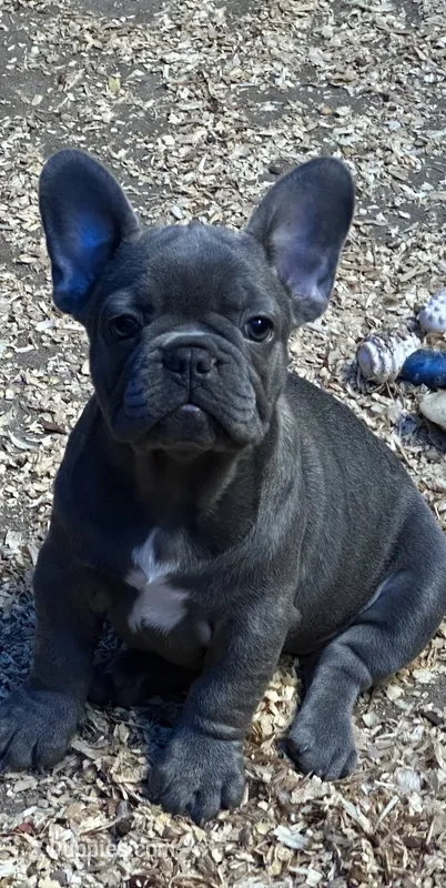 French Girl #3 – French Bulldog puppy for sale in Whitwell, TN
