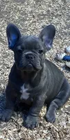 French Girl #3, a female French Bulldog for sale in Whitwell, TN – 1 of 3