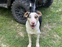 Dillon, a male Anatolian Shepherd Dog for sale in Whitwell, TN – 2 of 3