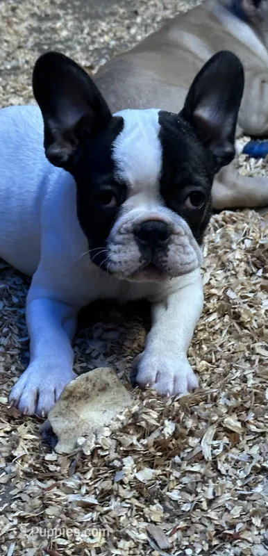 French Girl#2 – French Bulldog puppy for sale in Whitwell, TN