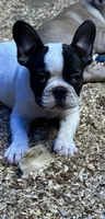 French Girl#2, a female French Bulldog for sale in Whitwell, TN – 1 of 3