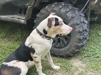 Dillon, a male Anatolian Shepherd Dog for sale in Whitwell, TN – 3 of 3