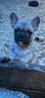 French Boy#1, a male French Bulldog for sale in Whitwell, TN – 2 of 3