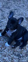 French Girl#1, a female French Bulldog for sale in Whitwell, TN – 2 of 3