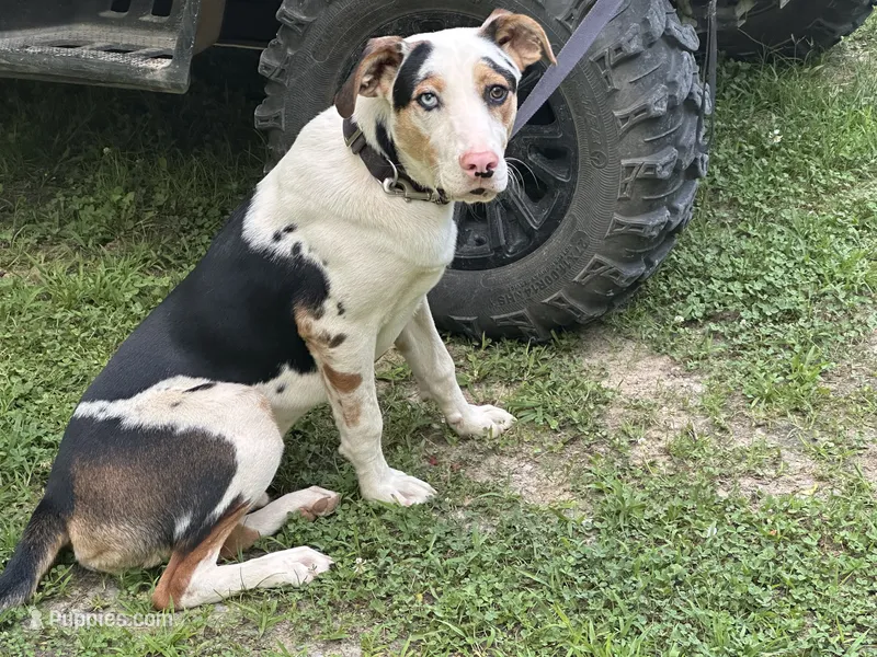 Dillon – Anatolian Shepherd Dog puppy for sale in Whitwell, TN
