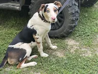 Dillon, a male Anatolian Shepherd Dog for sale in Whitwell, TN – 1 of 3