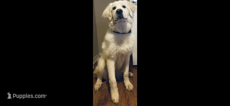 Bear  – Great Pyrenees puppy for sale in Freeport, TX