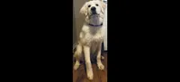 Bear , a male Great Pyrenees for sale in Freeport, TX – 1 of 3