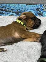Bronson, a male Rhodesian Ridgeback and Labrador Retriever for sale in Fresno, CA – 9 of 10