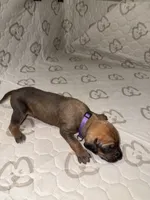 Dakota, a female Rhodesian Ridgeback and Labrador Retriever for sale in Fresno, CA – 5 of 10