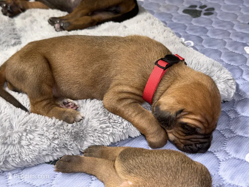 Gadget – Rhodesian Ridgeback, Labrador Retriever puppy for sale in Fresno, CA