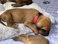 Gadget, a female Rhodesian Ridgeback and Labrador Retriever for sale in Fresno, CA – 1 of 10