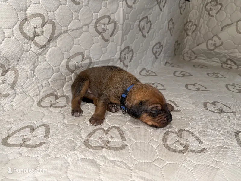 Nova – Rhodesian Ridgeback, Labrador Retriever puppy for sale in Fresno, CA