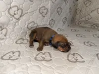 Nova, a female Rhodesian Ridgeback and Labrador Retriever for sale in Fresno, CA – 1 of 10