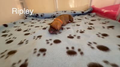 Ripley, a female Rhodesian Ridgeback and Labrador Retriever for sale in Fresno, CA – 7 of 7