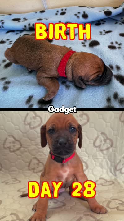 Gadget, a female Rhodesian Ridgeback and Labrador Retriever for sale in Fresno, CA – 2 of 10