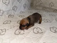 Bison, a male Rhodesian Ridgeback and Labrador Retriever for sale in Fresno, CA – 4 of 10