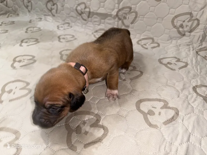 Xena – Rhodesian Ridgeback, Labrador Retriever puppy for sale in Fresno, CA