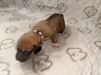 Xena, a female Rhodesian Ridgeback and Labrador Retriever for sale in Fresno, CA – 1 of 10