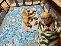 Wyatt, a male Rhodesian Ridgeback and Labrador Retriever for sale in Fresno, CA – 3 of 8
