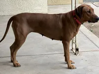 Upcoming Litter, a  Rhodesian Ridgeback and Labrador Retriever for sale in Fresno, CA – 3 of 8
