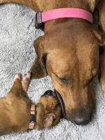 Xena, a female Rhodesian Ridgeback and Labrador Retriever for sale in Fresno, CA – 8 of 10