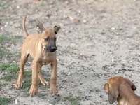 Elven, a male Rhodesian Ridgeback and Labrador Retriever for sale in Fresno, CA – Photo 9 of 10