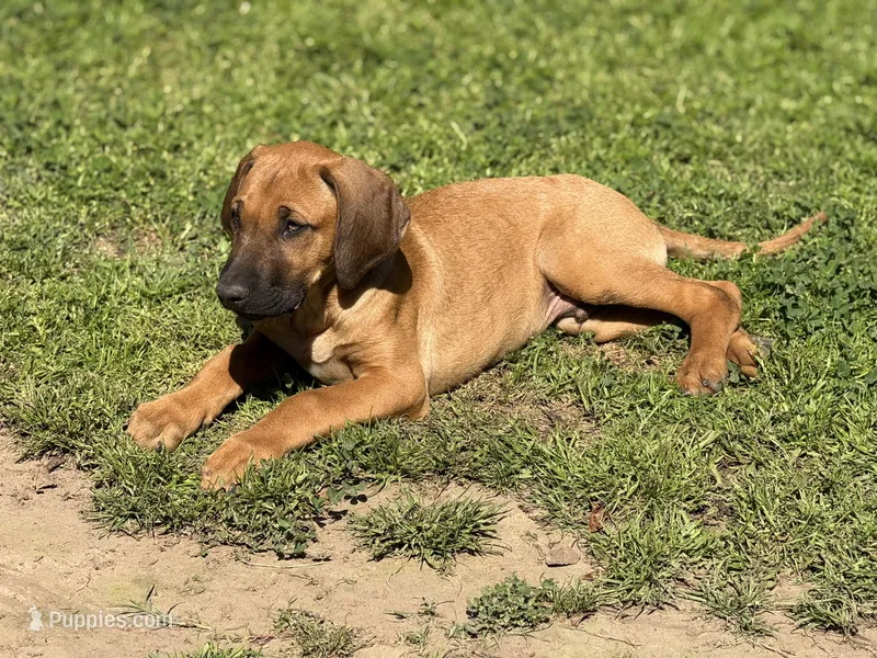 Elven – Rhodesian Ridgeback, Labrador Retriever puppy for sale in Fresno, CA