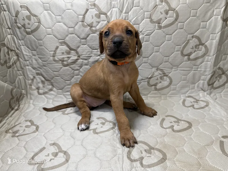 Ripley – Rhodesian Ridgeback, Labrador Retriever puppy for sale in Fresno, CA