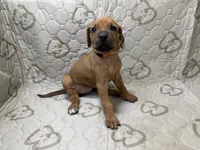 Ripley, a female Rhodesian Ridgeback and Labrador Retriever for sale in Fresno, CA – 1 of 10