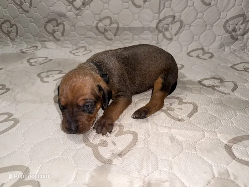 Bison – Rhodesian Ridgeback, Labrador Retriever puppy for sale in Fresno, CA
