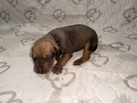 Bison, a male Rhodesian Ridgeback and Labrador Retriever for sale in Fresno, CA – 1 of 10