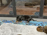 Hera, a female Rhodesian Ridgeback and Labrador Retriever for sale in Fresno, CA – 6 of 10