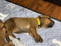 Teela, a female Rhodesian Ridgeback and Labrador Retriever for sale in Fresno, CA – 5 of 10