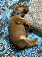 Nova, a female Rhodesian Ridgeback and Labrador Retriever for sale in Fresno, CA – 4 of 10
