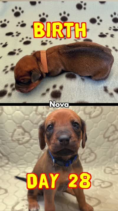 Nova, a female Rhodesian Ridgeback and Labrador Retriever for sale in Fresno, CA – 2 of 10