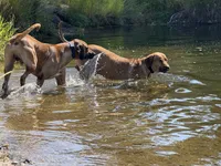 Ripley, a female Rhodesian Ridgeback and Labrador Retriever for sale in Fresno, CA – 6 of 7