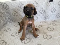 Bronson, a male Rhodesian Ridgeback and Labrador Retriever for sale in Fresno, CA – 3 of 10