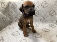 Dakota, a female Rhodesian Ridgeback and Labrador Retriever for sale in Fresno, CA – 7 of 10
