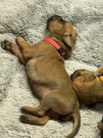 Gadget, a female Rhodesian Ridgeback and Labrador Retriever for sale in Fresno, CA – 3 of 10