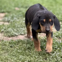 Deuce, a male Rhodesian Ridgeback and Labrador Retriever for sale in Fresno, CA – Photo 4 of 10