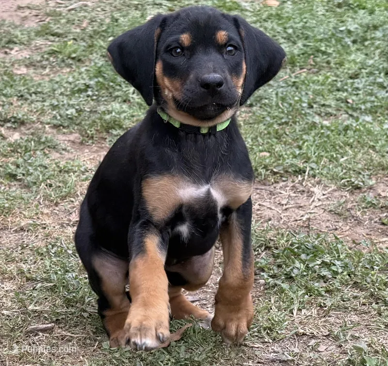 Deuce – Rhodesian Ridgeback, Labrador Retriever puppy for sale in Fresno, CA