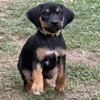 Deuce, a male Rhodesian Ridgeback and Labrador Retriever for sale in Fresno, CA – Photo 2 of 10