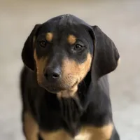 Deuce, a male Rhodesian Ridgeback and Labrador Retriever for sale in Fresno, CA – Photo 1 of 10