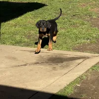 Deuce, a male Rhodesian Ridgeback and Labrador Retriever for sale in Fresno, CA – Photo 8 of 10