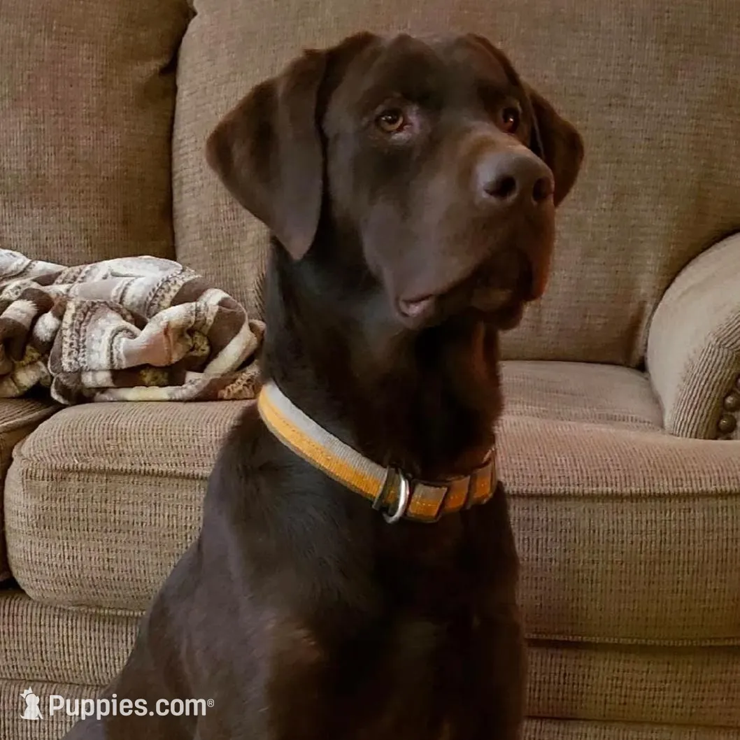 Deuce, a male Rhodesian Ridgeback and Labrador Retriever for sale in Fresno, CA – Photo 9 of 10